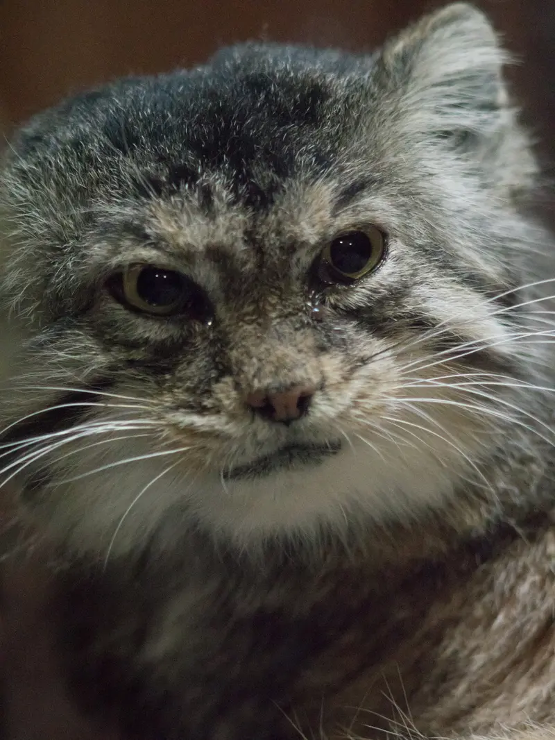 Фотография Примулы в Зоопарке Уено