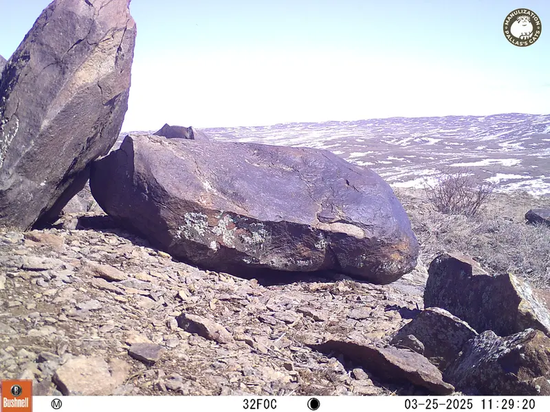 Фотография Плоскочерепнаи Полёвки с фотоловушки Кошкар