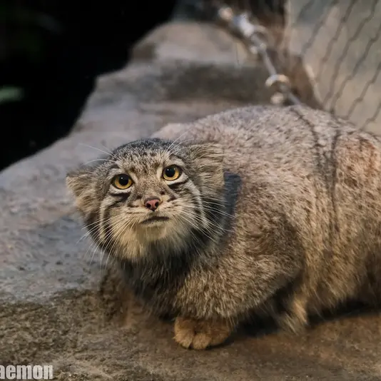 Фотография Ото в Царстве Животных Кобе