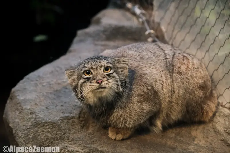 Фотография Ото в Царстве Животных Кобе