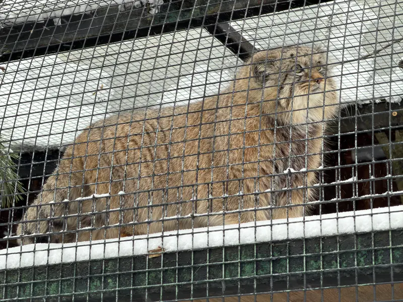 Фотография Шу в Ленинградском Зоопарке