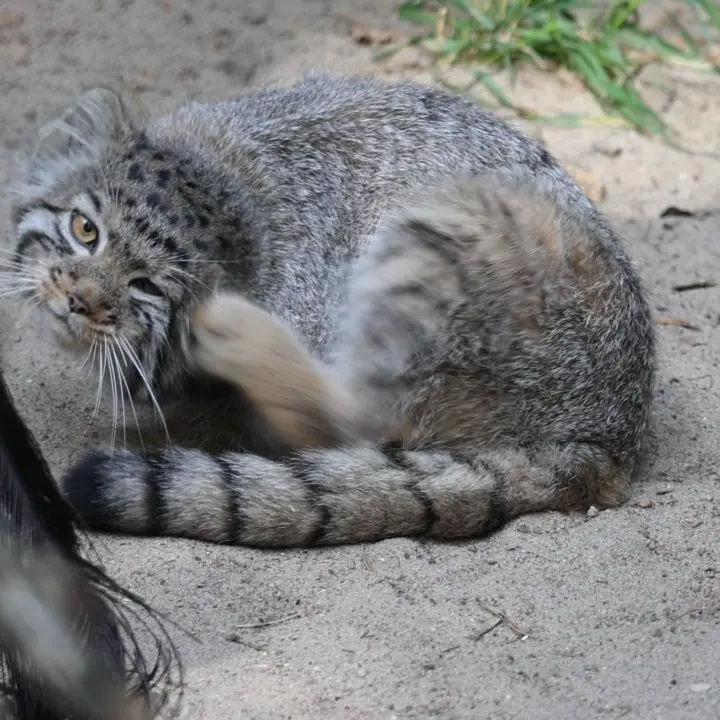 Фотография с манулом в Новосибирском Зоопарке