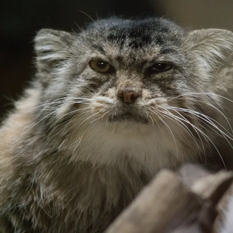 Фотография Примулы в Зоопарке Уено