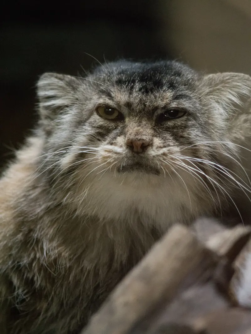 Фотография Примулы в Зоопарке Уено