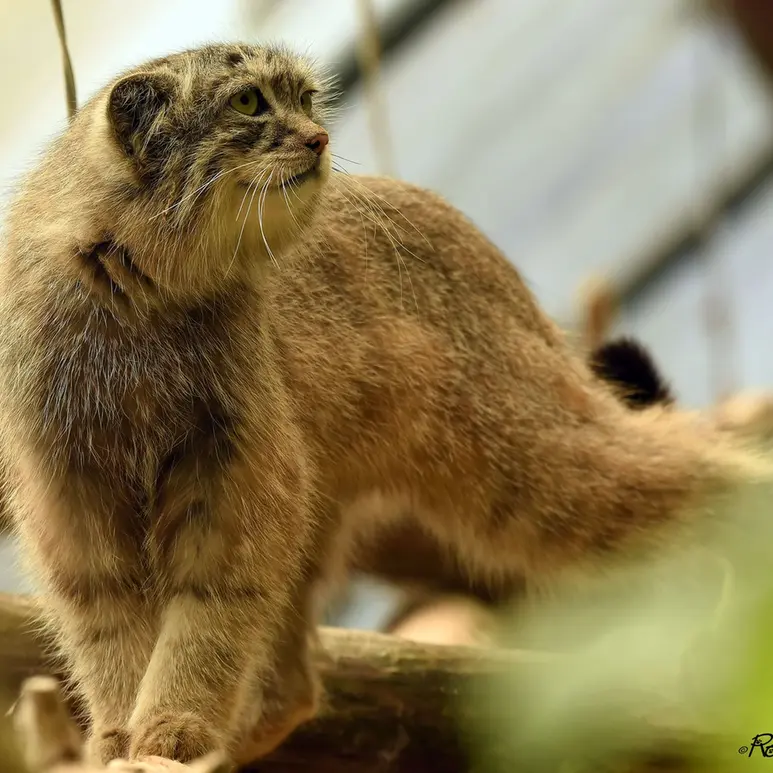 Фотография Нату в Сафари-заповеднике Люминьи