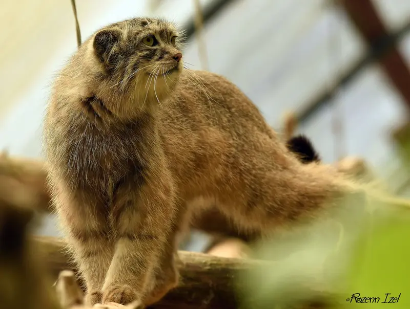 Фотография Нату в Сафари-заповеднике Люминьи