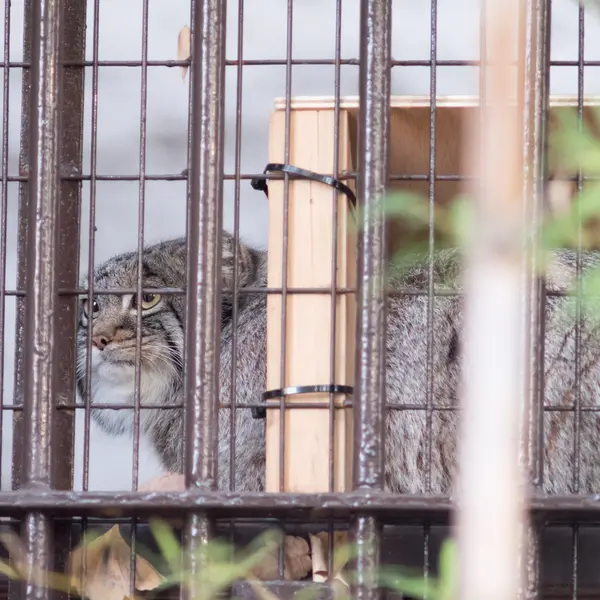 Фотография Фиги в Зоопарке Ногеяме