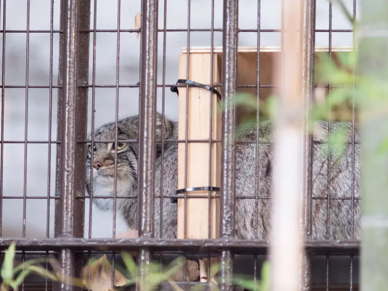 Фотография Фиги в Зоопарке Ногеяме