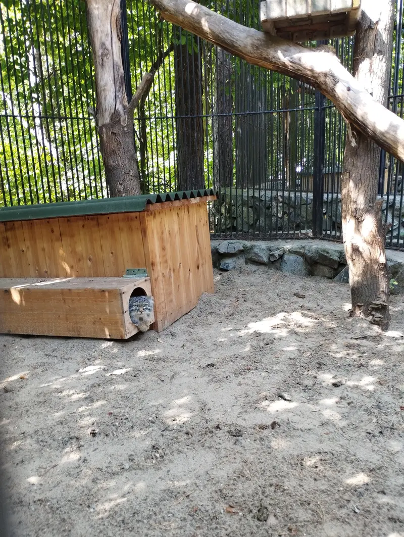 Фотография с манулом в Новосибирском Зоопарке