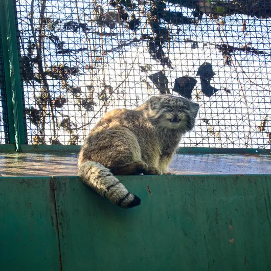 Фотография Бохуша в Будапештском Зоопарке