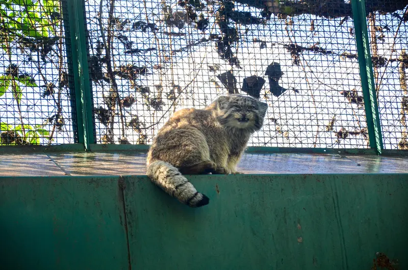 Фотография Бохуша в Будапештском Зоопарке