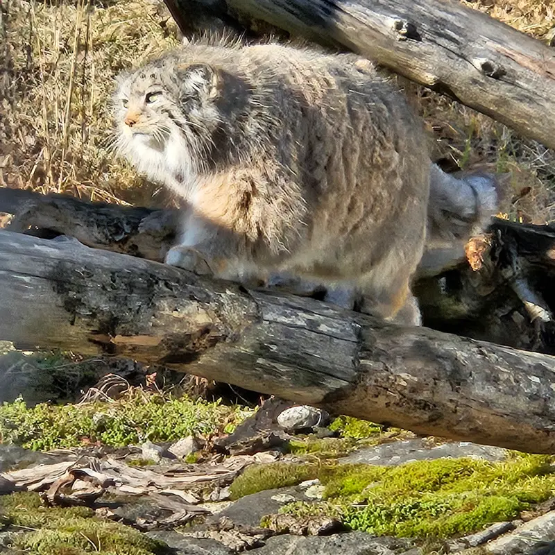 Фотография Мими в Зоопарке Коркеасаари