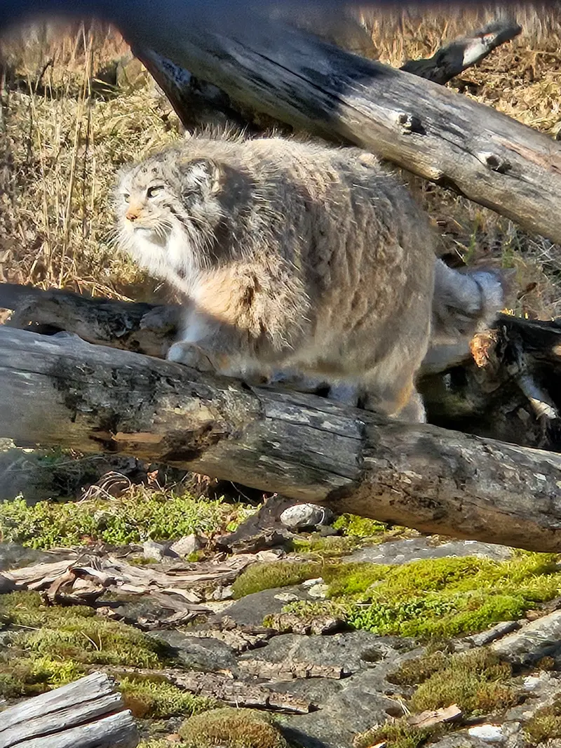 Фотография Мими в Зоопарке Коркеасаари