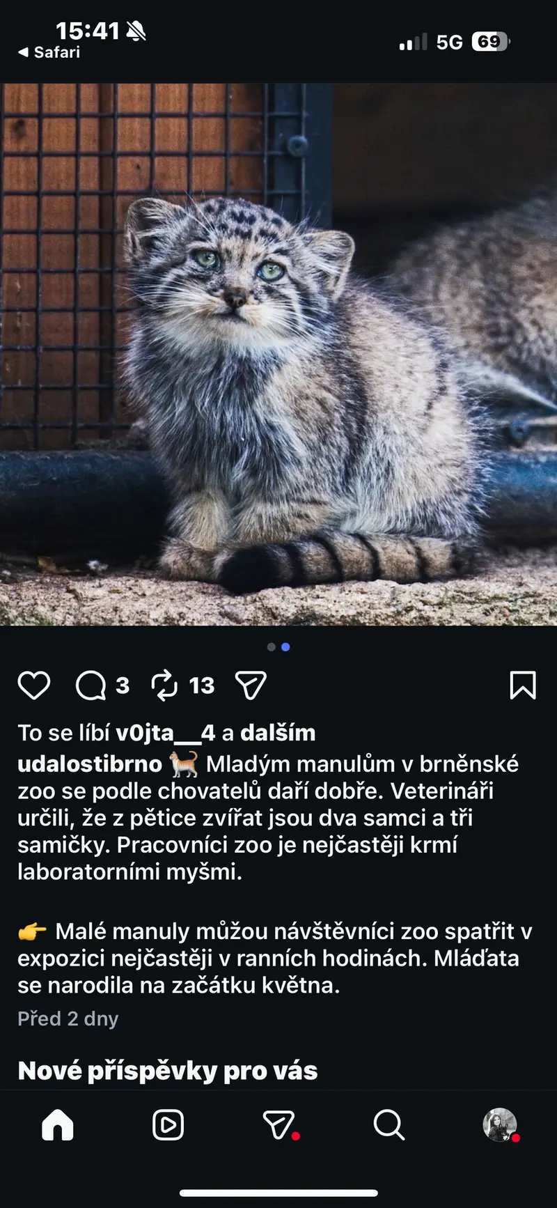 Фотография с манулом