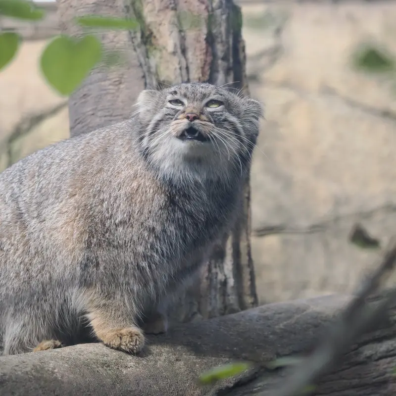 Фотография Абрикос в Царстве Животных Насу