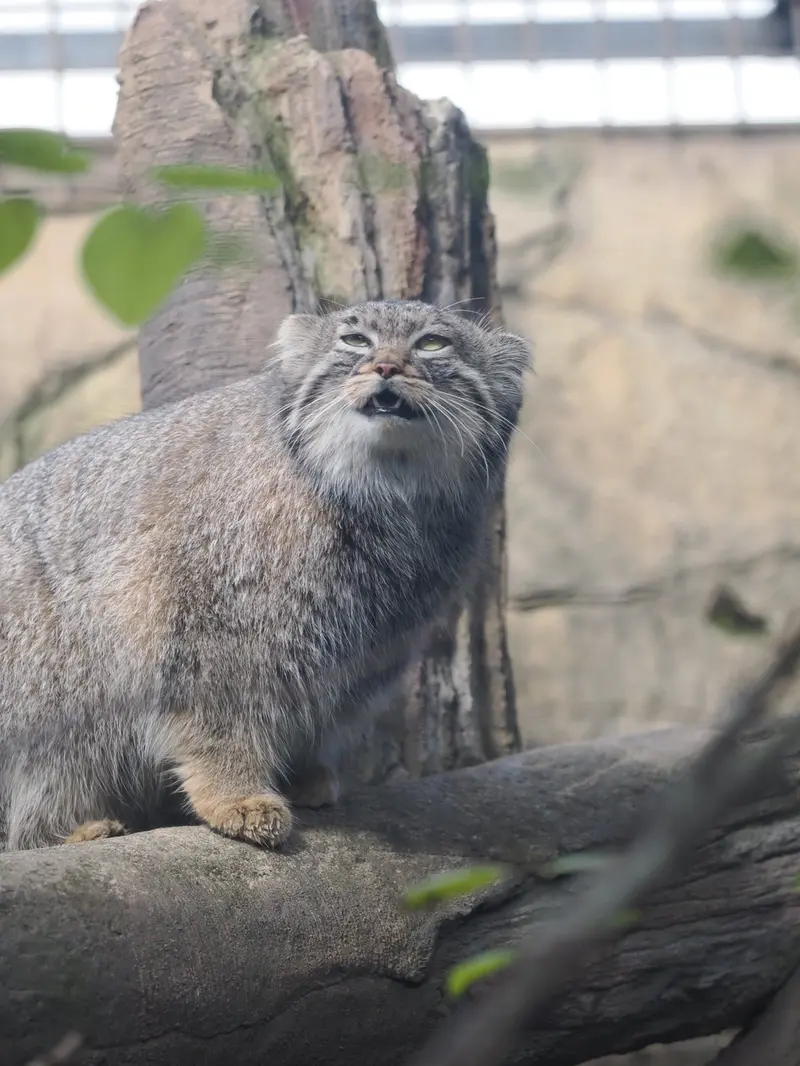 Фотография Абрикос в Царстве Животных Насу