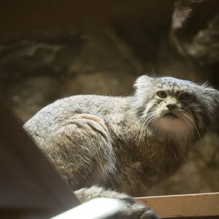 Фотография Клёна в Зоопарке Уено