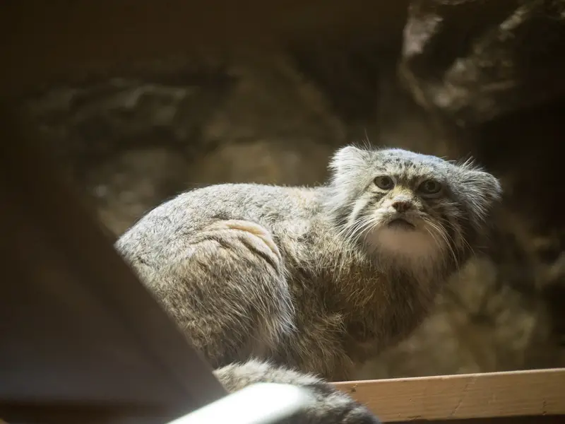 Фотография Клёна в Зоопарке Уено