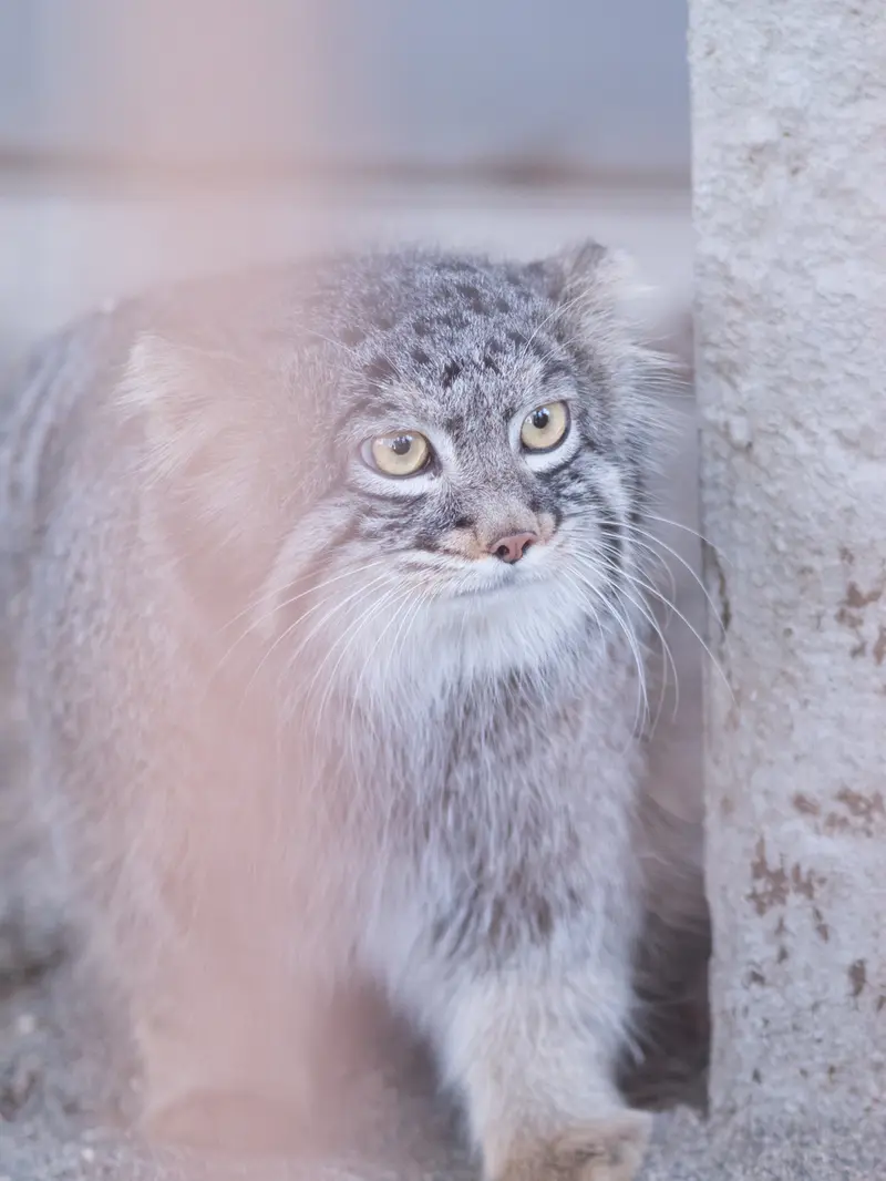 Фотография Фиги в Зоопарке Ногеяме