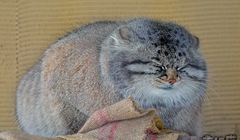 Фотография с манулом