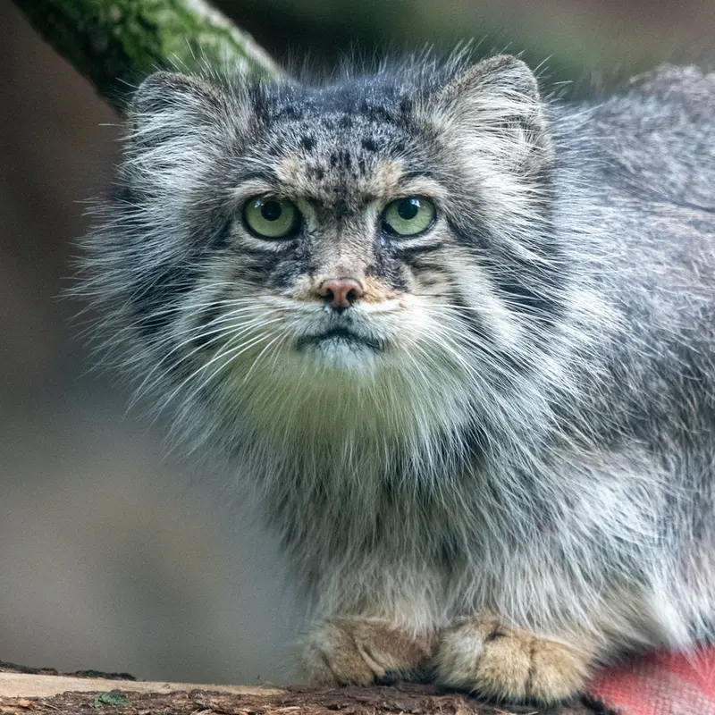 Фотография Паццо в Лодзинском Зоопарке