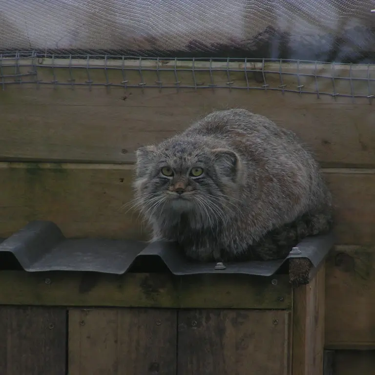 Фотография Алтая в Лэйклэнде Вайлдлайф Оазисе