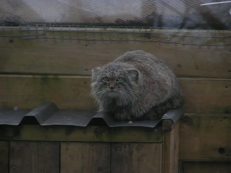 Фотография Алтая в Лэйклэнде Вайлдлайф Оазисе
