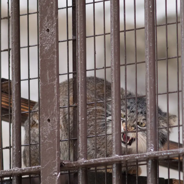 Фотография Фиги в Зоопарке Ногеяме