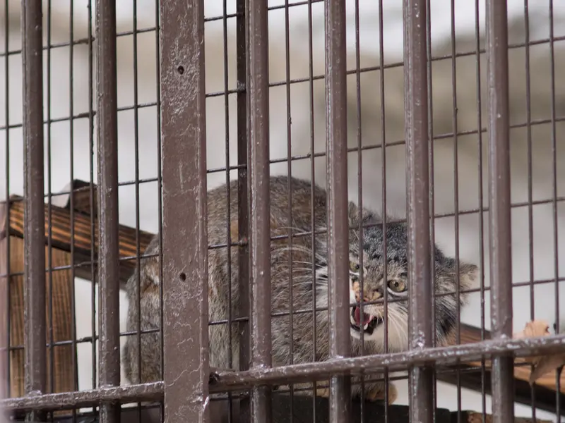 Фотография Фиги в Зоопарке Ногеяме