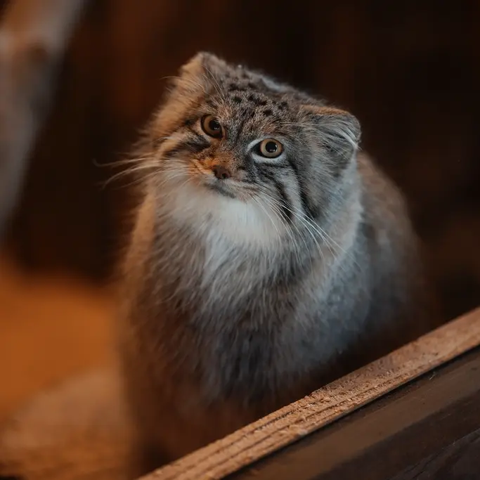 Фотография Оливы в Детском зоопарке Сайтама