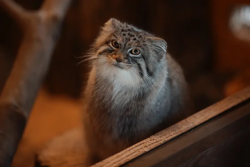 Фотография Оливы в Детском зоопарке Сайтама