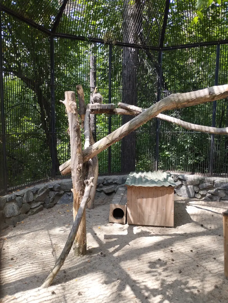 Фотография с манулом в Новосибирском Зоопарке