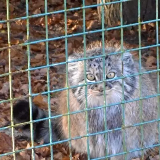 Фотография с манулом в Биг Кэт Сэнкшуари