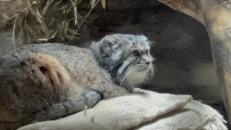 Фотография с манулом
