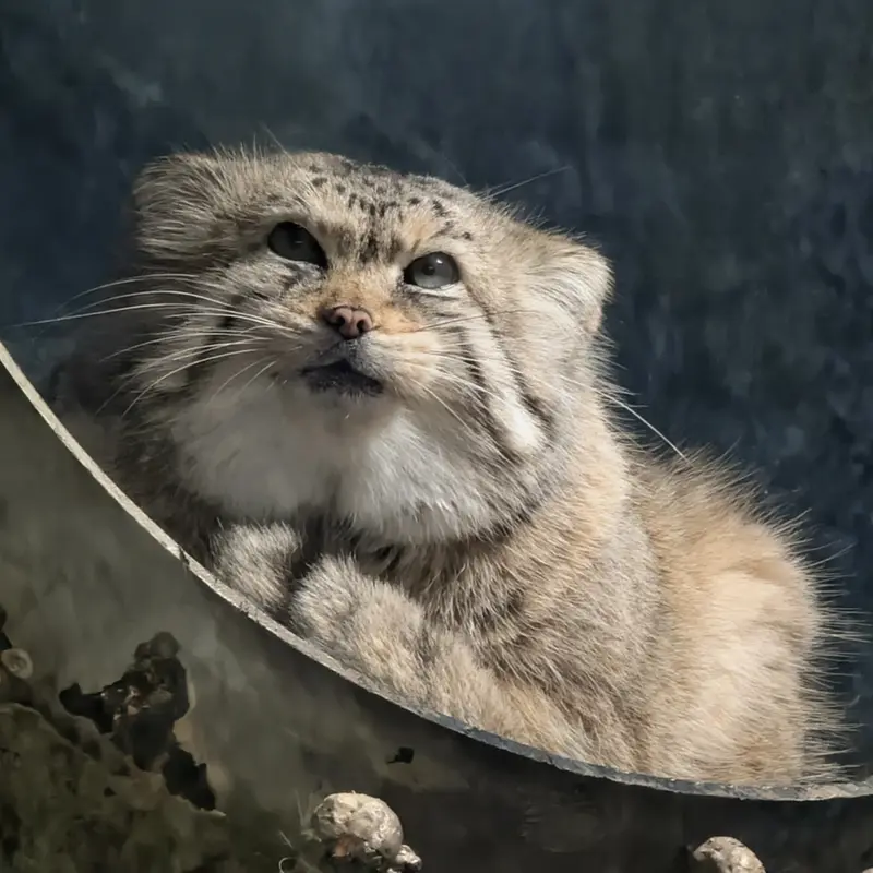 Фотография Норбу в Зоопарке Милл Маунтин