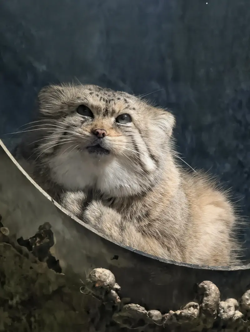 Фотография Норбу в Зоопарке Милл Маунтин