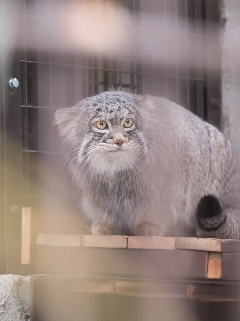 Фотография Фиги в Зоопарке Ногеяме