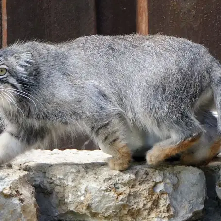 Фотография Эола в Таллинском Зоопарке