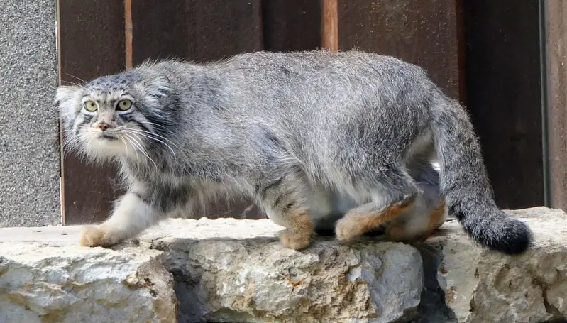 Фотография Эола в Таллинском Зоопарке