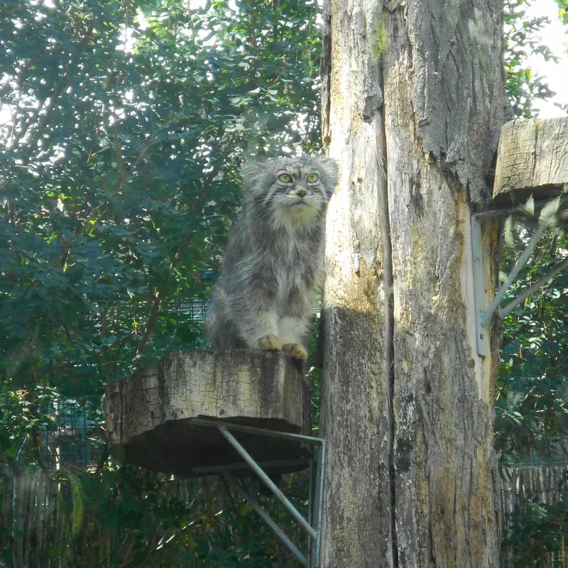 Фотография с манулом