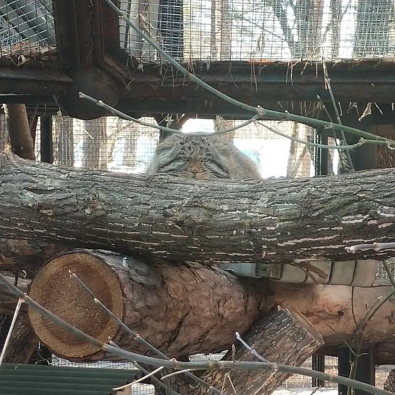 Фотография Серого в Новосибирском Зоопарке