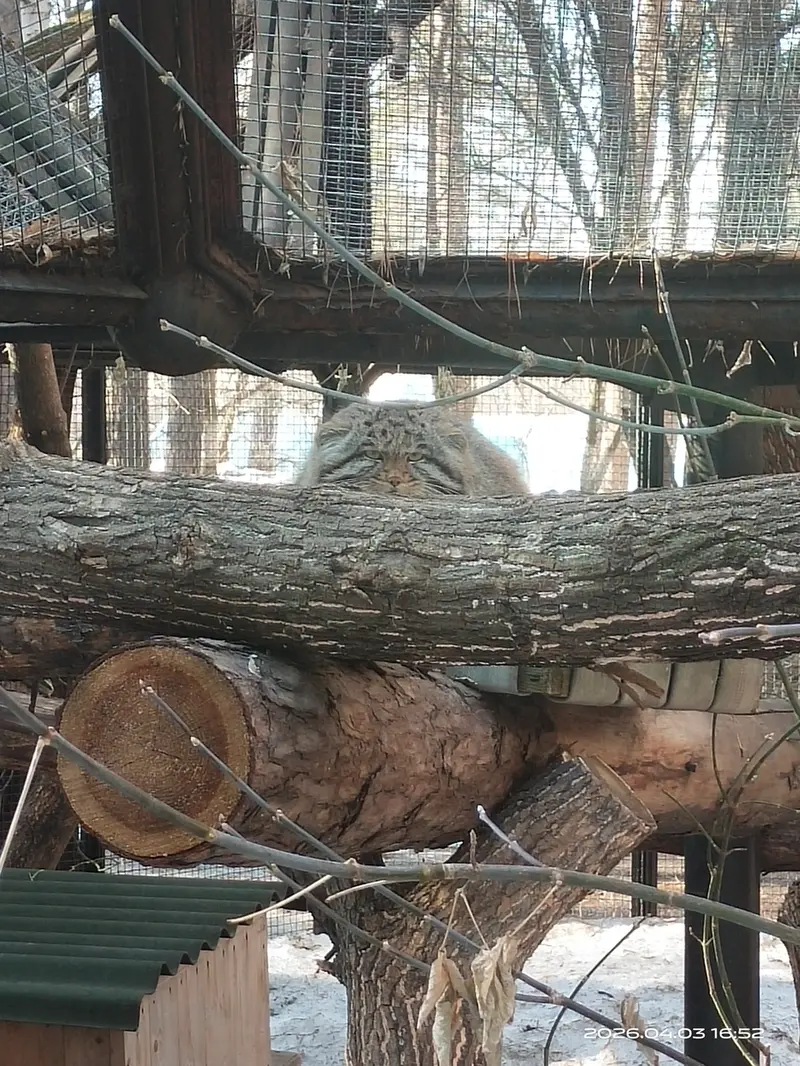 Фотография Серого в Новосибирском Зоопарке