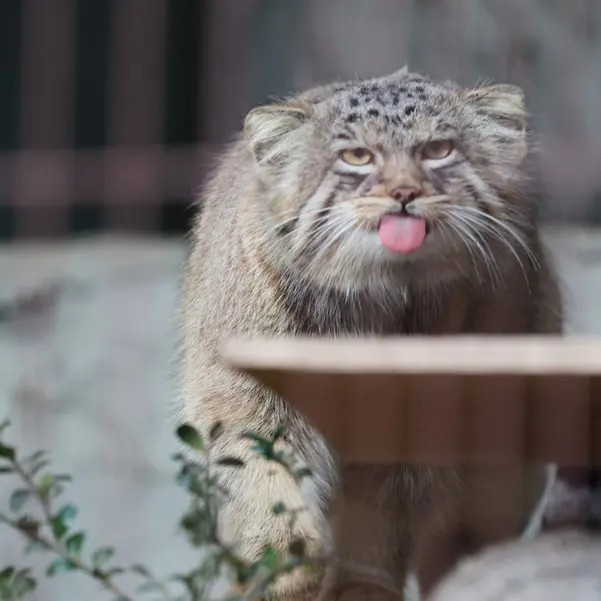 Фотография Хидэ в Зоопарке и ботаническом саде Хигашияма