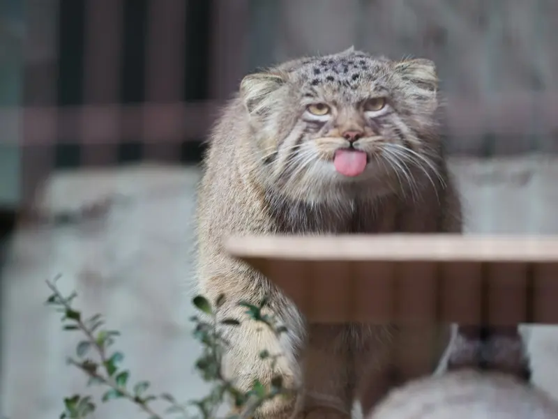 Фотография Хидэ в Зоопарке и ботаническом саде Хигашияма