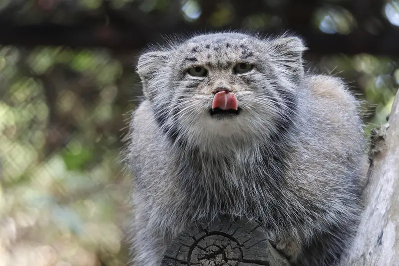 Фотография Мии в Новосибирском Зоопарке