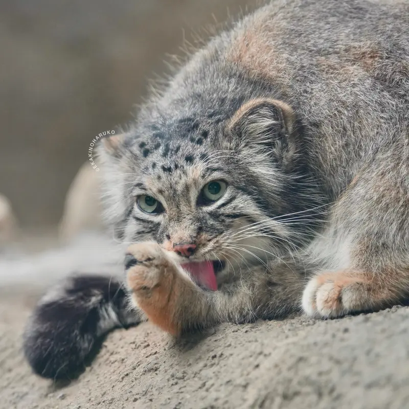 Фотография Аз в Царстве Животных Кобе