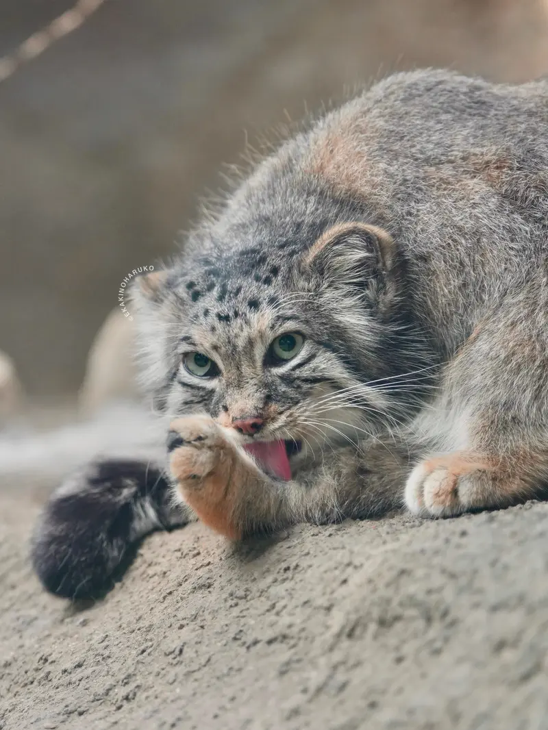 Фотография Аз в Царстве Животных Кобе