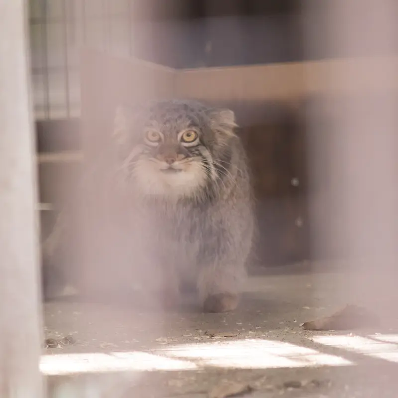 Фотография Фиги в Зоопарке Ногеяме