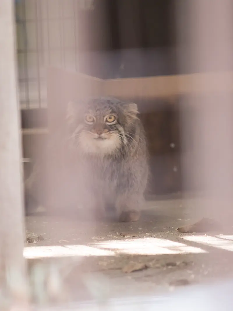 Фотография Фиги в Зоопарке Ногеяме