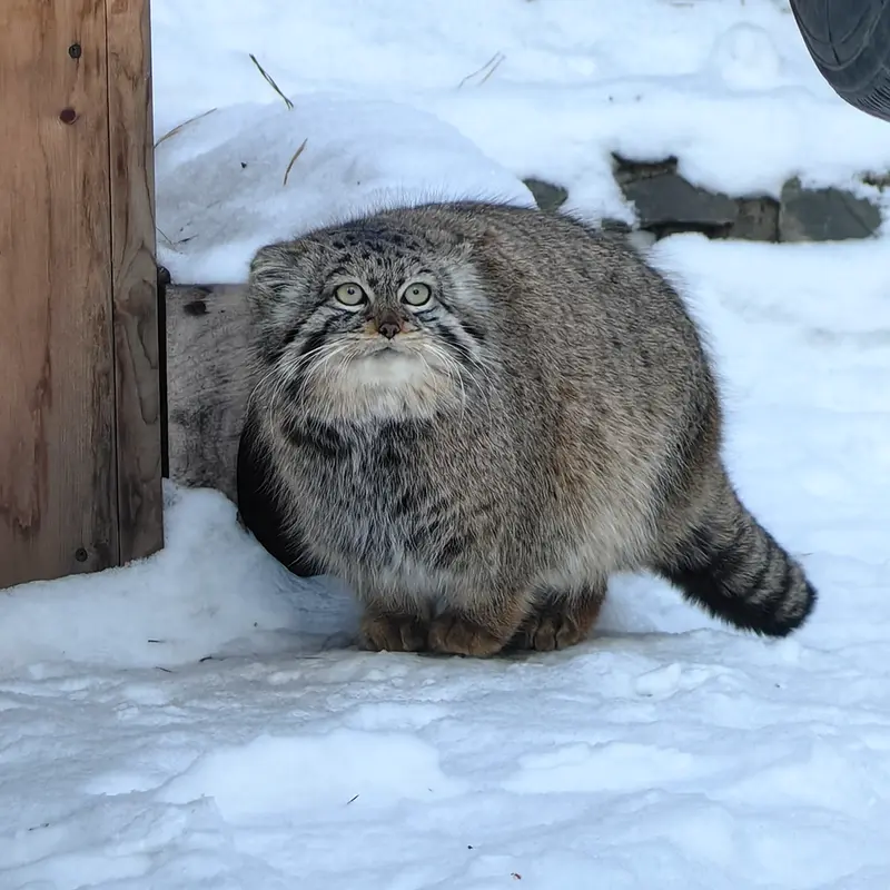 Фотография Евчонки 2023 Г.р. Ⅱ в Новосибирском Зоопарке